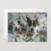 Carte Postale Jack Russell Terrier (Devant / Derrière)