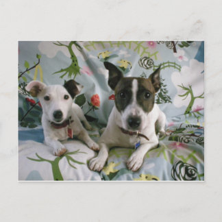 Carte Postale Jack Russell Terrier