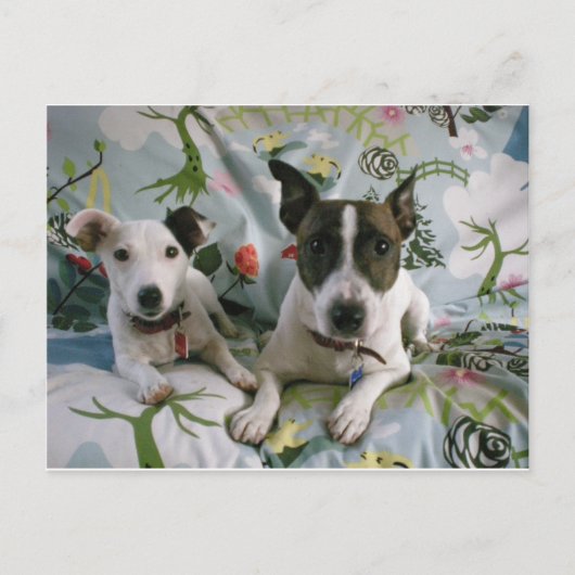 Carte Postale Jack Russell Terrier (Devant)
