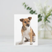 Carte Postale Jack Russell terrier (Debout devant)