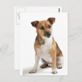 Carte Postale Jack Russell terrier (Devant / Derrière)