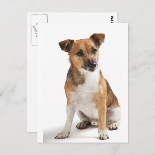 Carte Postale Jack Russell terrier (Devant / Derrière)