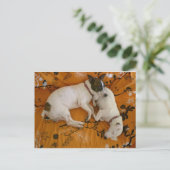 Carte Postale Jack Russell Terrier (Debout devant)