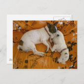 Carte Postale Jack Russell Terrier (Devant / Derrière)