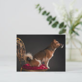 Carte Postale Jack Russell terrier (Debout devant)