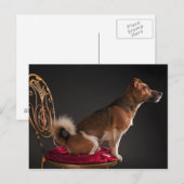 Carte Postale Jack Russell terrier (Devant / Derrière)