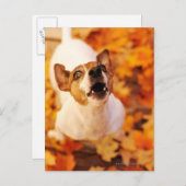 Carte Postale Jack Russell Terrier aboiement et saut, automne (Devant / Derrière)