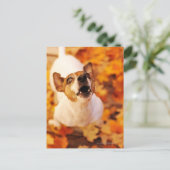 Carte Postale Jack Russell Terrier aboiement et saut, automne (Debout devant)