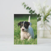 Carte Postale Jack Russell Terrier puppy (Debout devant)