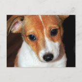 Carte postale Jack Russell Terrier Puppy Chien (Devant)