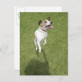 Carte Postale Jack russell terrier saut, vue surélevée (Devant / Derrière)