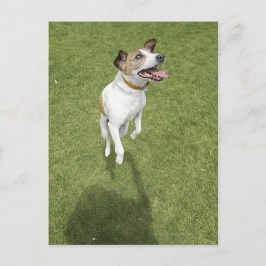 Carte Postale Jack russell terrier saut, vue surélevée (Devant)