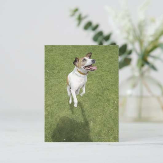 Carte Postale Jack russell terrier saut, vue surélevée (Debout devant)