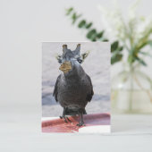 Carte Postale Jackaffe (Debout devant)