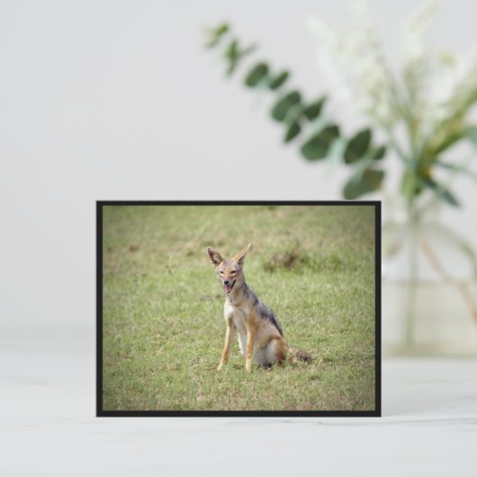 Carte postale Jackal (Debout devant)