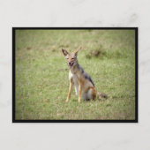 Carte postale Jackal (Devant)