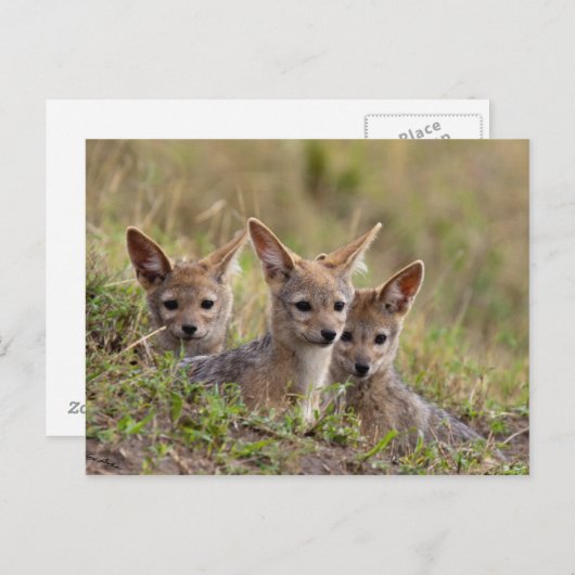 Carte Postale Jackal Pups (Devant / Derrière)