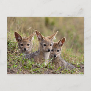 Carte Postale Jackal Pups