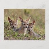 Carte Postale Jackal Pups (Devant)