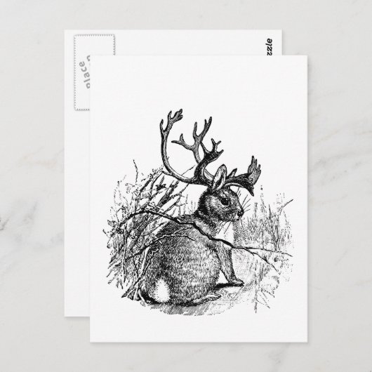 Carte Postale jackalope (Devant / Derrière)
