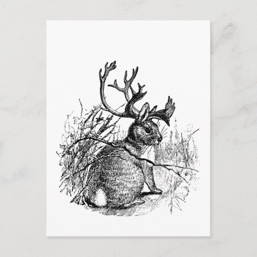 Carte Postale jackalope (Devant)