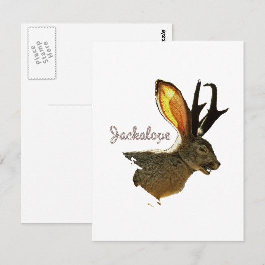Carte Postale Jackalope (Devant / Derrière)