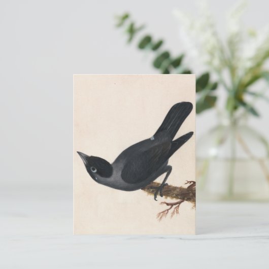 Carte Postale Jackdaw | William Lewin (Debout devant)