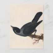 Carte Postale Jackdaw | William Lewin (Devant)