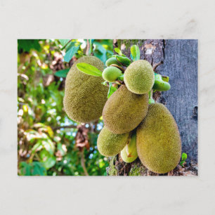 Carte Postale Jackfruit