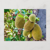 Carte Postale Jackfruit (Devant)