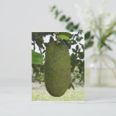 Carte Postale Jackfruit suspendu à l'arbre (Debout devant)