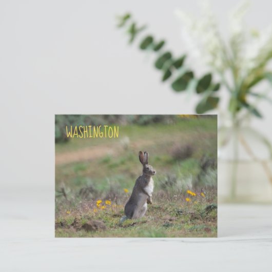 Carte Postale Jacklapin à queue blanche (Debout devant)