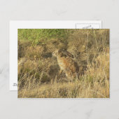 Carte Postale Jacklapin Sundown (Devant / Derrière)