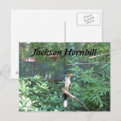 Carte Postale Jackson Hornbill (Devant / Derrière)