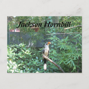 Carte Postale Jackson Hornbill