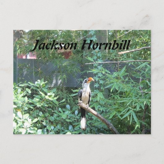 Carte Postale Jackson Hornbill (Devant)