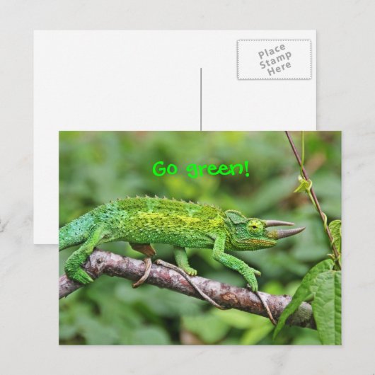 Carte Postale Jacksons Chameleon (Devant / Derrière)