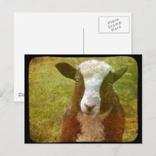 Carte Postale Jacob Lamb (Devant / Derrière)