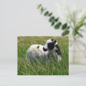 Carte Postale Jacob Ram Lamb (Debout devant)