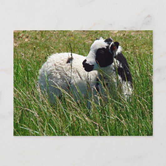Carte Postale Jacob Ram Lamb (Devant)