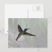 Carte Postale Jacobin à cou blanc Florisuga melivora Costa 2 (Devant / Derrière)