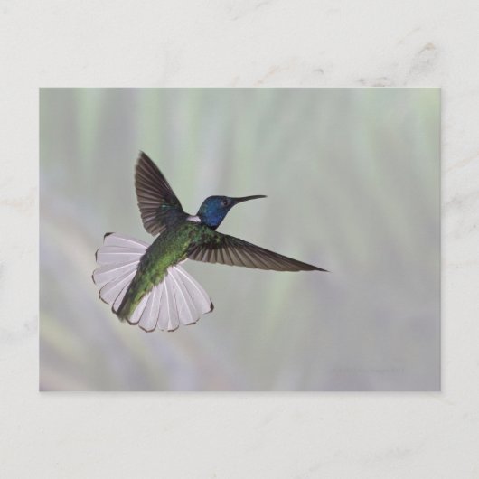 Carte Postale Jacobin à cou blanc Florisuga melivora Costa 2 (Devant)