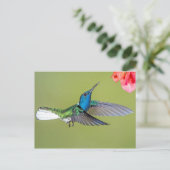 Carte Postale Jacobin Hummingbird en vol (Debout devant)