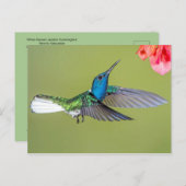 Carte Postale Jacobin Hummingbird en vol (Devant / Derrière)