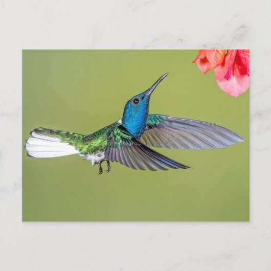 Carte Postale Jacobin Hummingbird en vol (Devant)