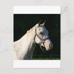 CARTE POSTALE J'ADORE LES CHEVAUX