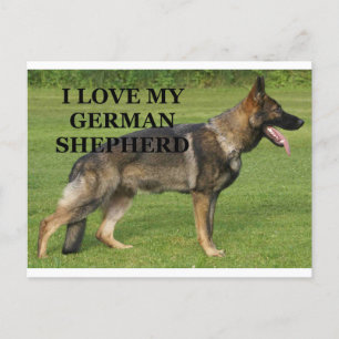 Carte Postale J'adore mon berger allemand sable