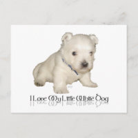 J'adore mon petit chien blanc - chiot Westie