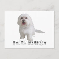 J'adore mon petit chien blanc - Havanais