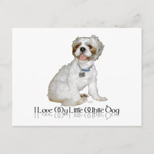 Carte Postale J'adore mon petit chien blanc - Shih Tzu